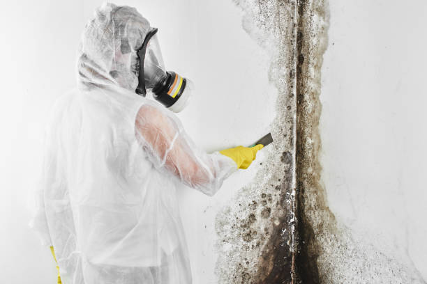 Attic Mold Removal in Collegeville, PA