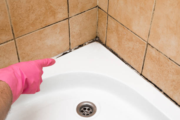 Professional Mold Removal in Collegeville, PA